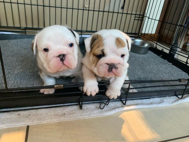 Champion-bloodline English Bulldog pups