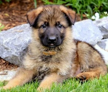 German Shepherd puppies for sale 