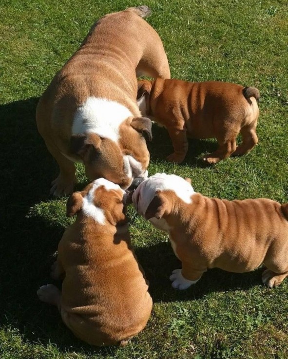 Quality English bulldog puppies