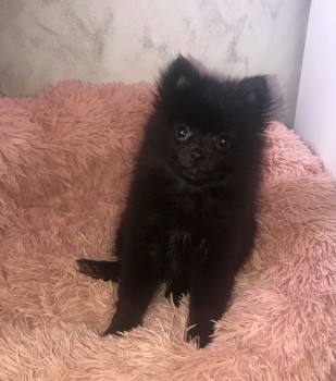 Cute Pomeranian puppy for sale