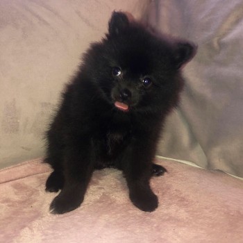 Cute Pomeranian puppy for sale