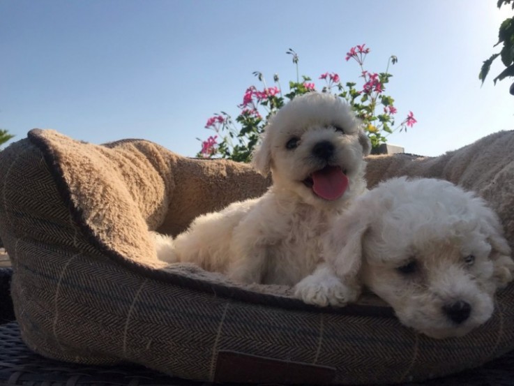 Adorable Bichon Frice Puppies 