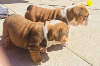 English bulldog puppies