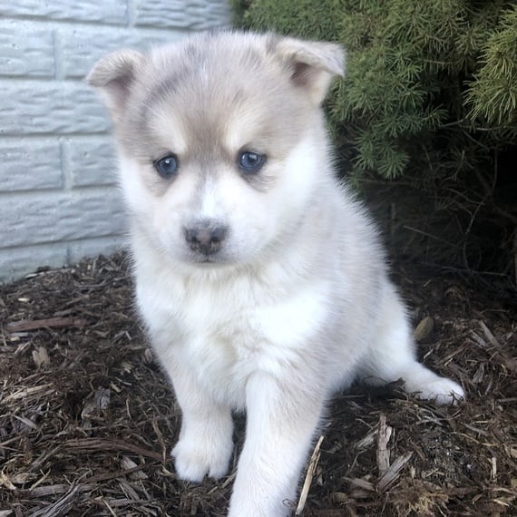 Pomsky Puppies Available for sale 