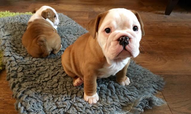 Beautiful Registered English Bulldogs