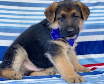 German Shepherd puppies for sale 