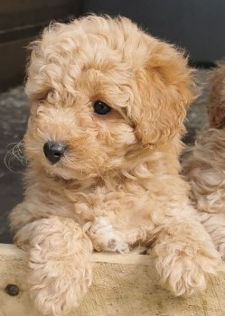 TOY POODLE PUPPIES FOR SALE 