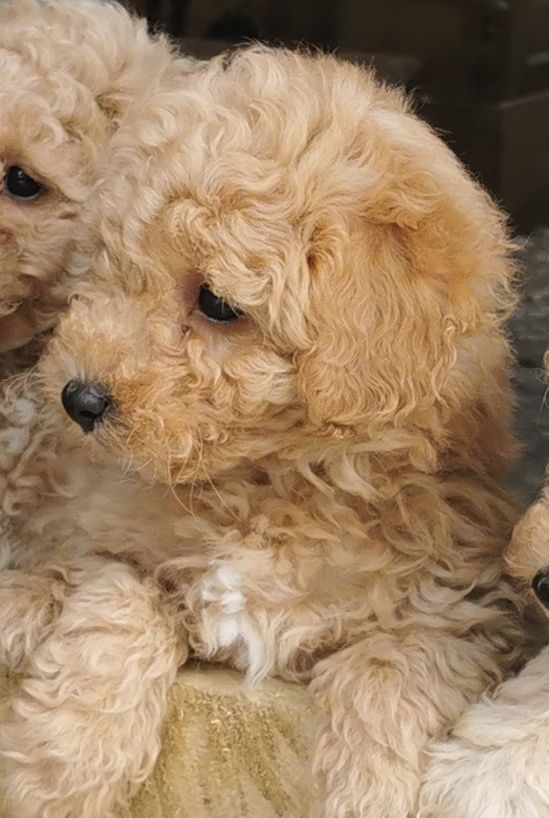 TOY POODLE PUPPIES FOR SALE 