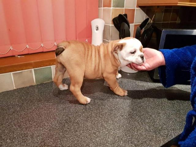 Amazingly Beautiful English Bulldog Pups