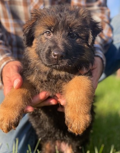 German Shepherd puppies for sale 