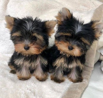 Teacup Yorkie Puppies