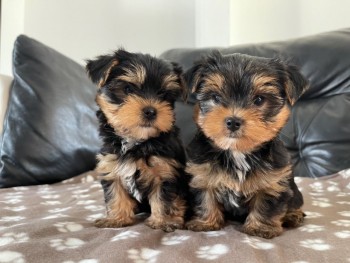 Registered Yorkshire Puppies For Re-Homi