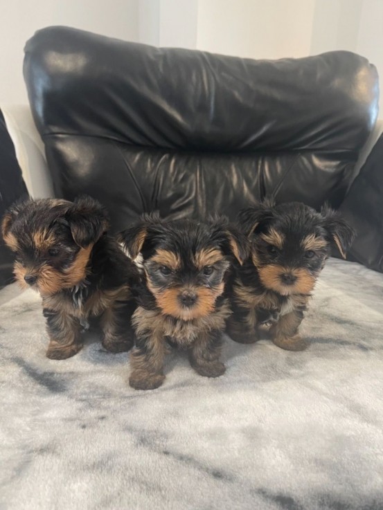 Amazing Yorkshire Terrier puppyfor sale 