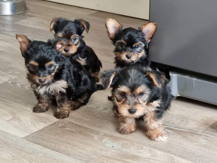 Amazing Yorkshire Terrier puppyfor sale 