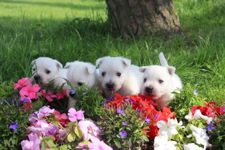 West Highland Terrier .