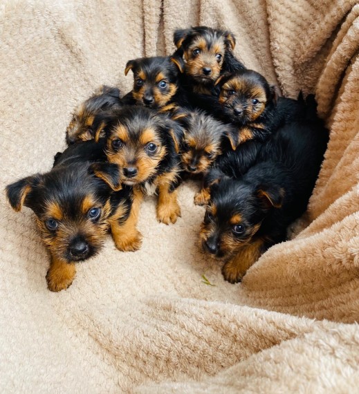 Beautiful Yorkshire Terrier Puppies