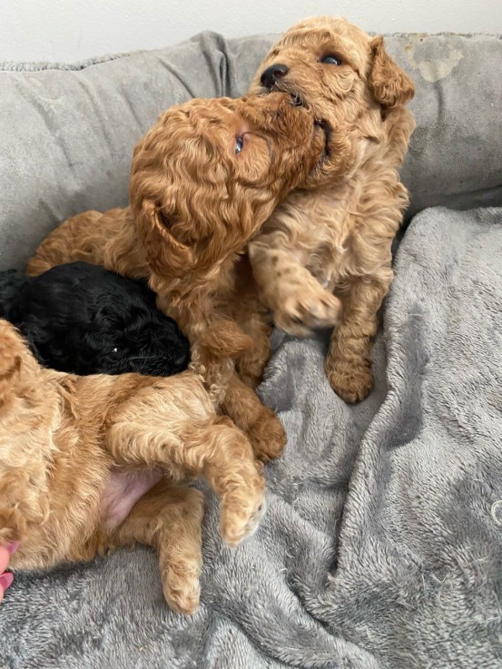 Toy Poodle Puppies.