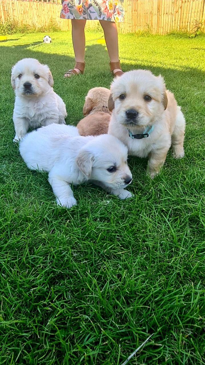 Excellent Golden Retriever Puppy for sal