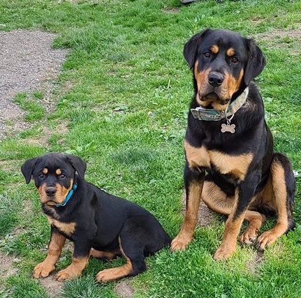 Rottweiler puppies for sale 