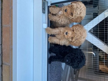 Toy Poodle Puppies.