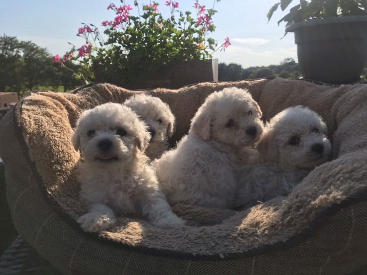 Bichon Frise Puppies