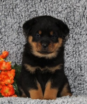 Rottweiler puppies for sale 