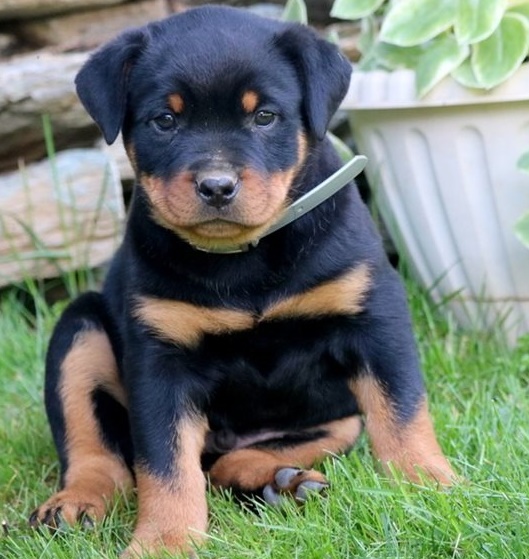 Rottweiler puppies for sale 