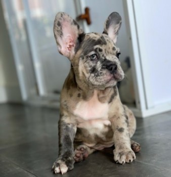 quality French Bulldog Puppy for sale