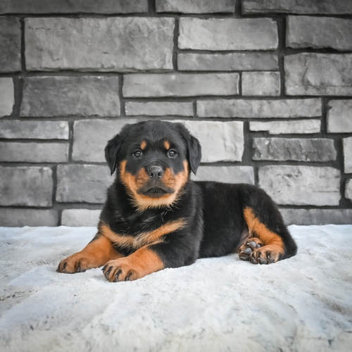 Rottweiler puppies for sale 