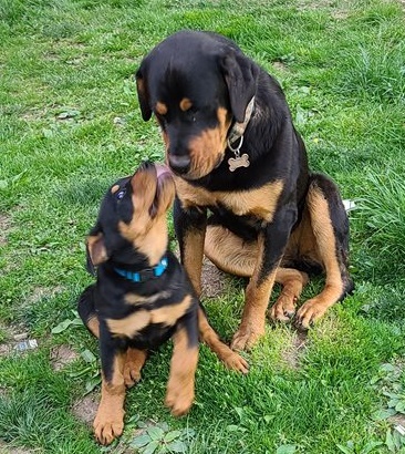 Rottweiler puppies for sale