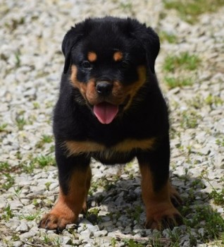 Rottweiler puppies for sale 