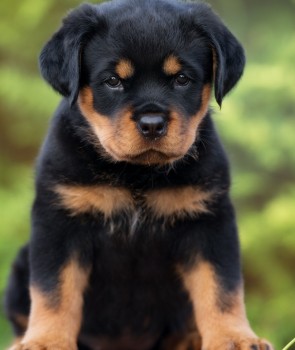 Rottweiler puppies for sale 