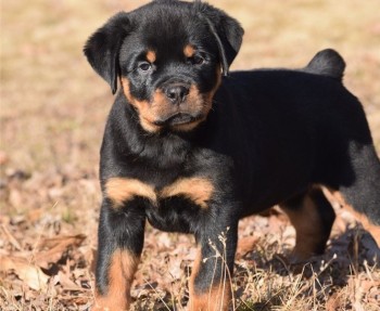 Rottweiler puppies for sale 