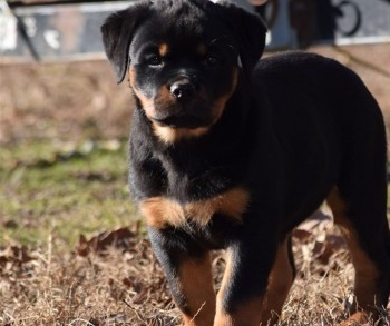 Rottweiler puppies for sale 