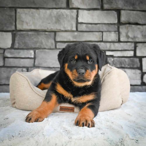 Rottweiler puppies for sale 