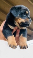 Rottweiler puppies for sale 