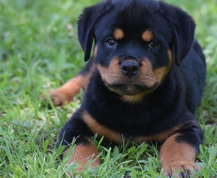 Rottweiler puppies for sale. For more in