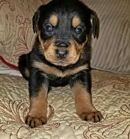 Rottweiler puppies for sale 