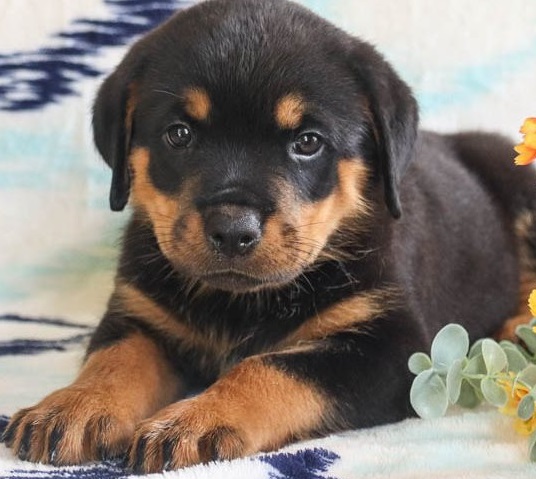 Rottweiler puppies for sale 