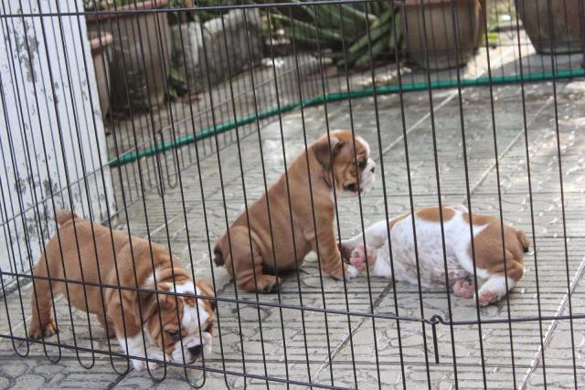 Gorgeous English Bulldog puppies