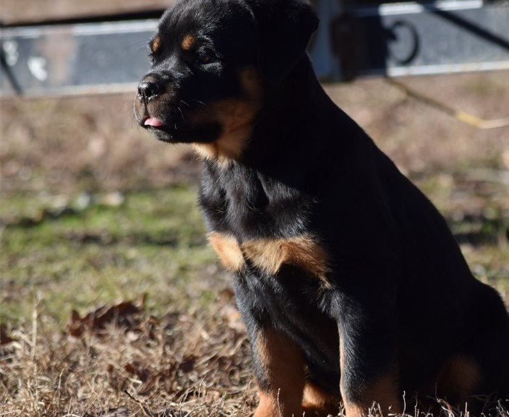 Rottweiler puppies for sale 