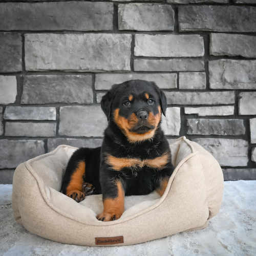 Rottweiler puppies for sale 