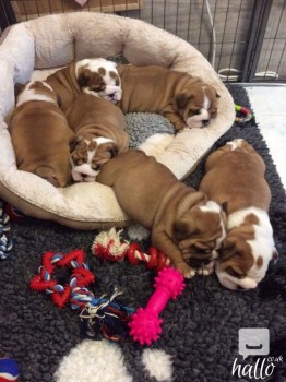 amazing pure english bulldog boys 