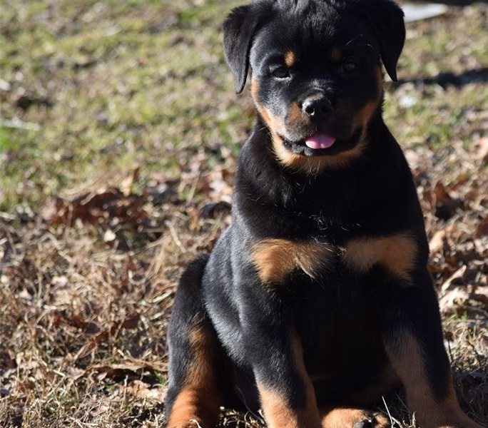 Rottweiler puppies for sale 