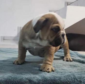  English bulldog puppies