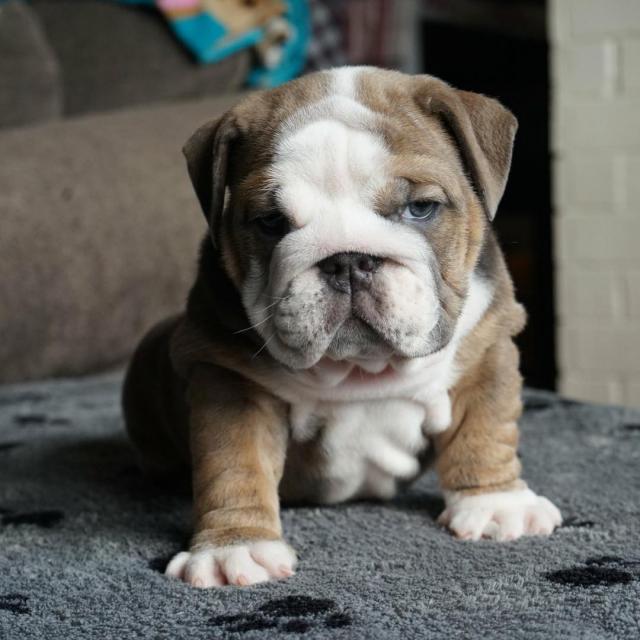 Lovely AKC English bulldog puppies