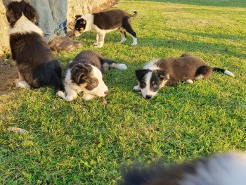 Border Collie puppies