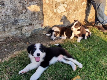 Border Collie puppies