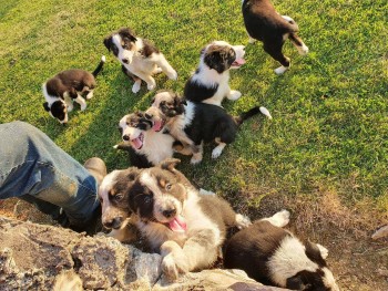 Border Collie puppies