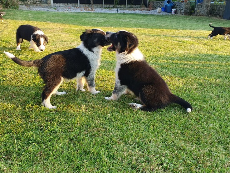 Border Collie puppies